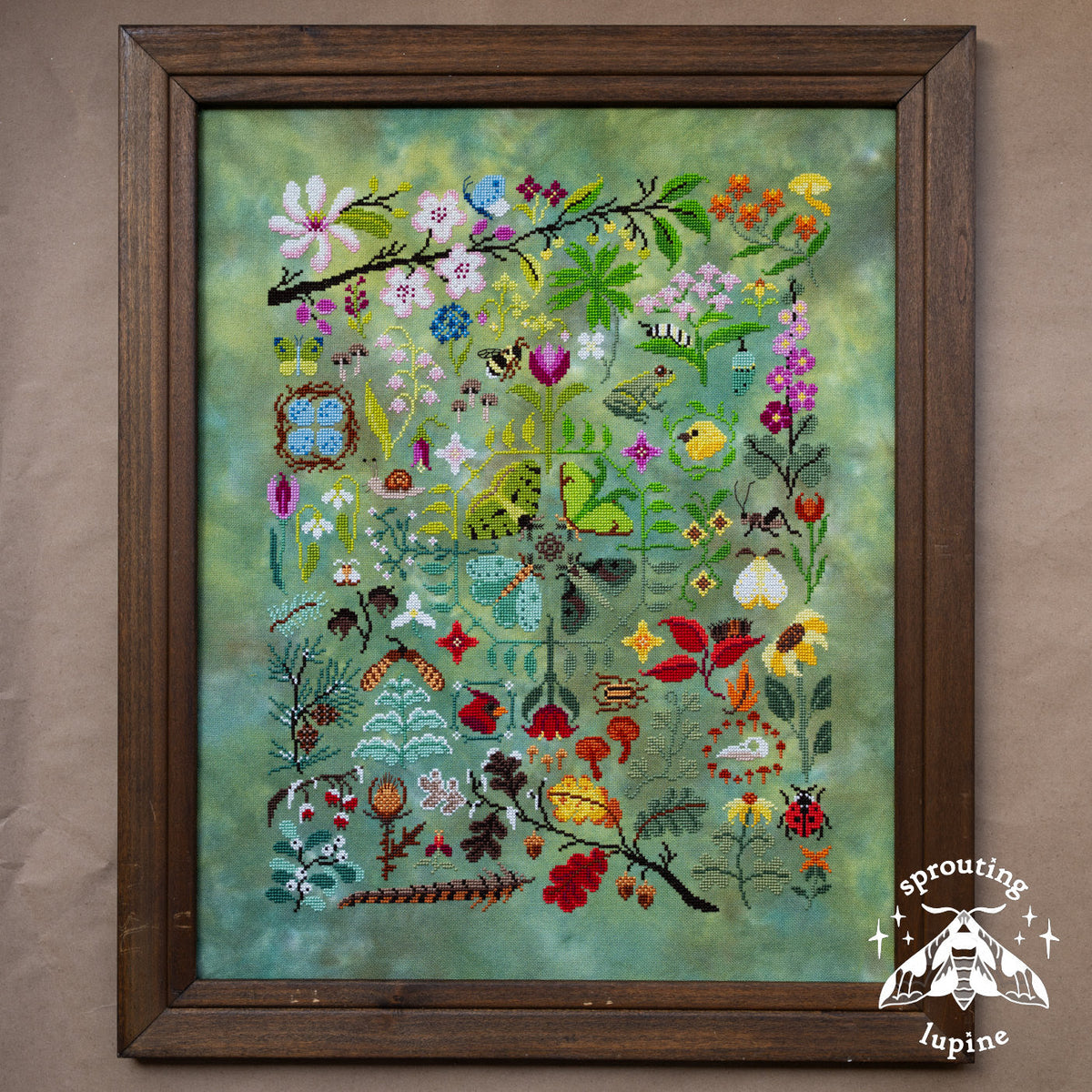 Sprouting Lupine - Nature's Journey